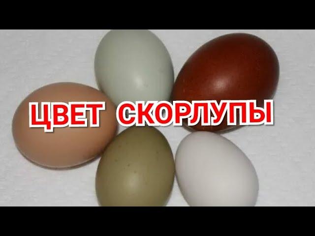 Цвет Скорлупы Яйца. Как формируется и что на него влияет?