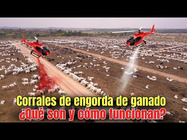 Corrales de engorda de ganado. ¿Qué son y cómo funcionan?