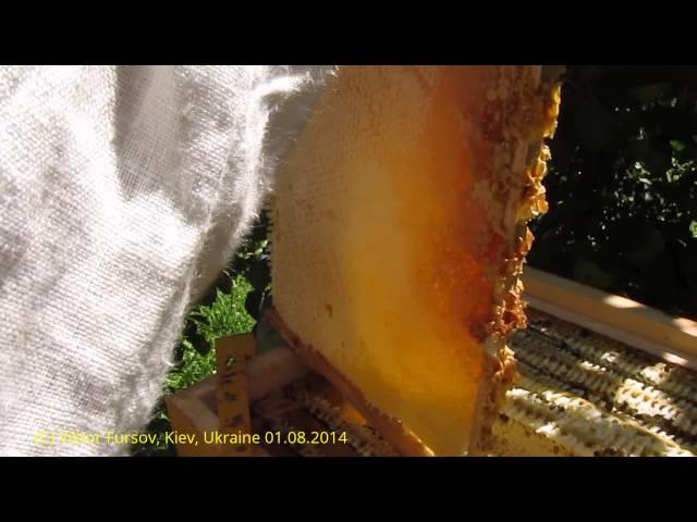 Honey Harvest in New Beehive of Ukrainian Beekeeper Vasyl Priyatelenko