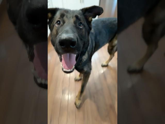 El Coco No featuring Billy Bob  #billybob #dogshorts #cutedog #doglover #funny #funnydogs