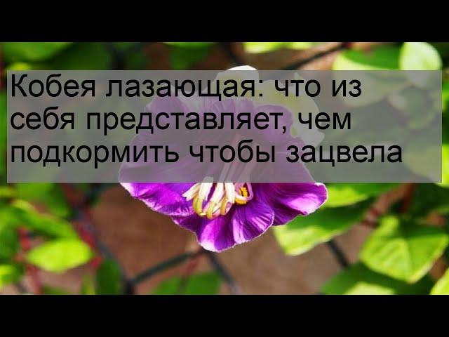 Кобея лазающая: что из себя представляет, чем подкормить чтобы зацвела