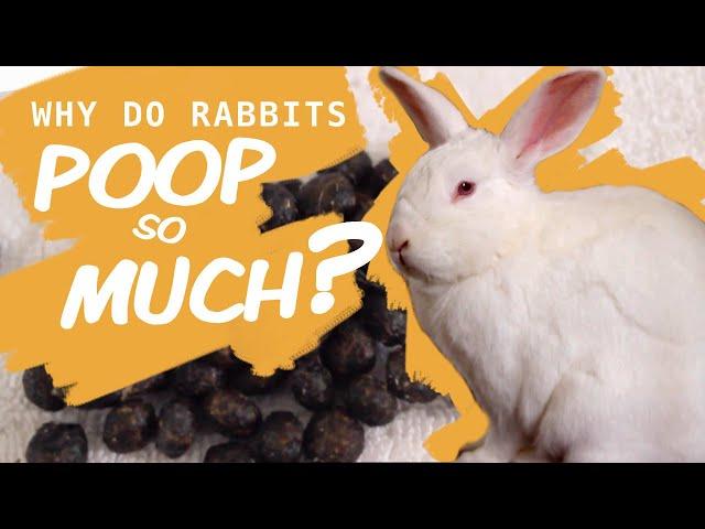 What Rabbit Poop Tells You About Their Health