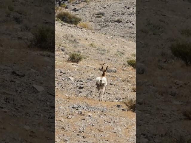 Heart ass # antelope#wild#nature