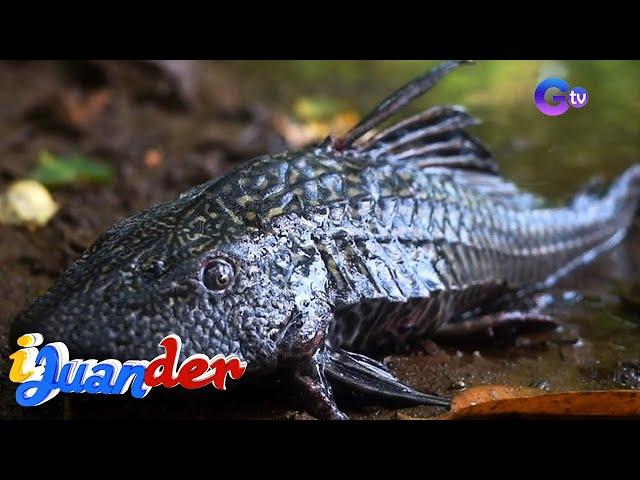 Janitor fish, puwede palang kainin?! | I Juander