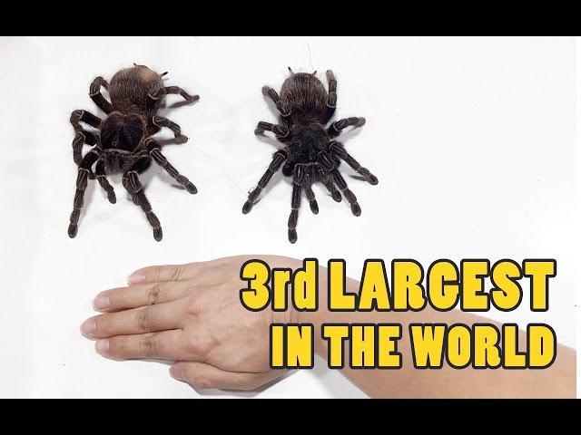 How big is Lasiodora Parahybana Tarantula Birdeater Spider