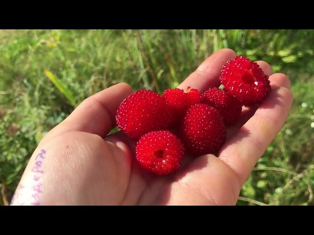 ЧТО ПОСАДИЛА В АВГУСТЕ? Собираю урожай картофеля My green gardening and the harvest in Belarus MINSK