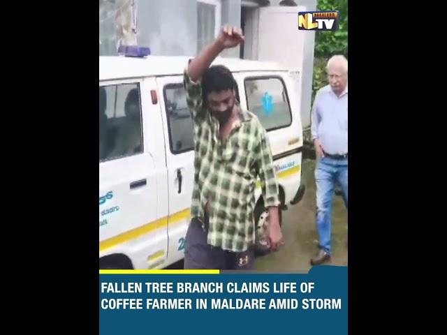 FALLEN TREE BRANCH CLAIMS LIFE OF COFFEE FARMER IN MALDARE AMID STORM