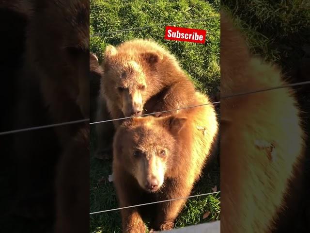Why are they humming and sucking on each others ears ?!?  #subscribe #bears #bearsdraft #ears
