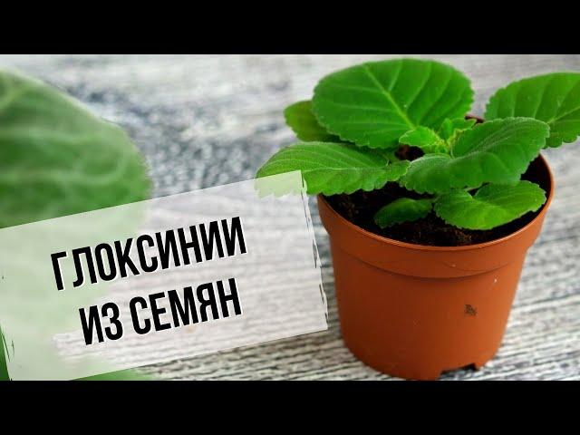 Глоксиния из семян | Посев и освещение