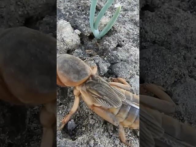 Mole Cricket: A voracious insect