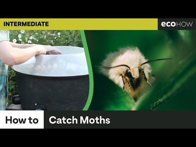 How to catch moths