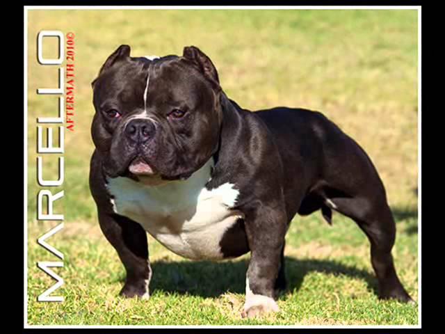 TOP 10 EXOTIC BULLIES / EXTREME AMERICAN BULLIES BY GRIDLOCK BULLIES