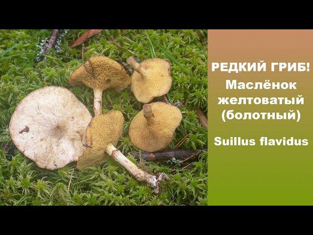 Редкий гриб! Маслёнок желтоватый (болотный) - Suillus flavidus.