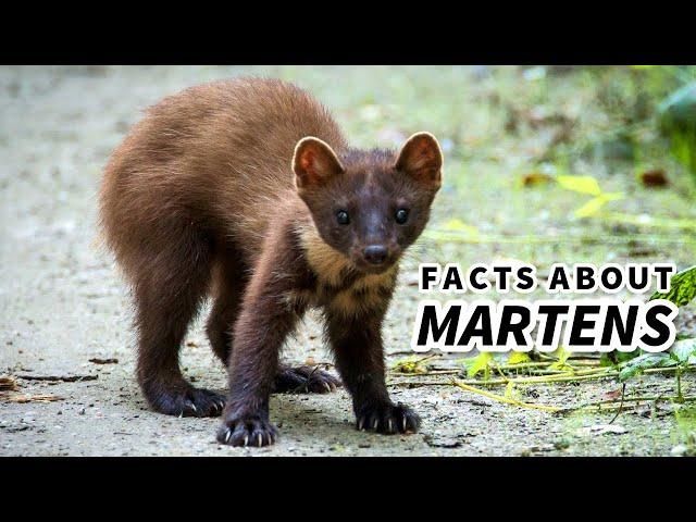 Marten Facts: CUTE but DEADLY | Animal Fact Files