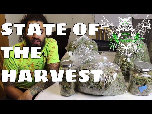 State of the Harvest | What We Did to Increase Our Yield in our Weed Garden | Marijuana Harvest