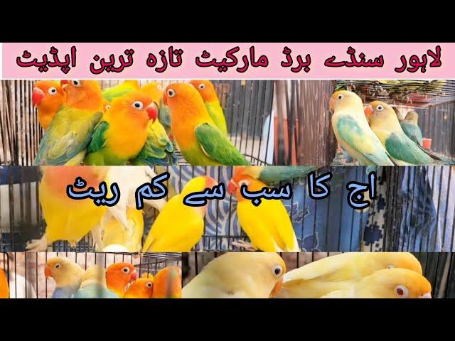 Lahore Sunday bird market Latest price update | lovebird Latest price | All birds prices