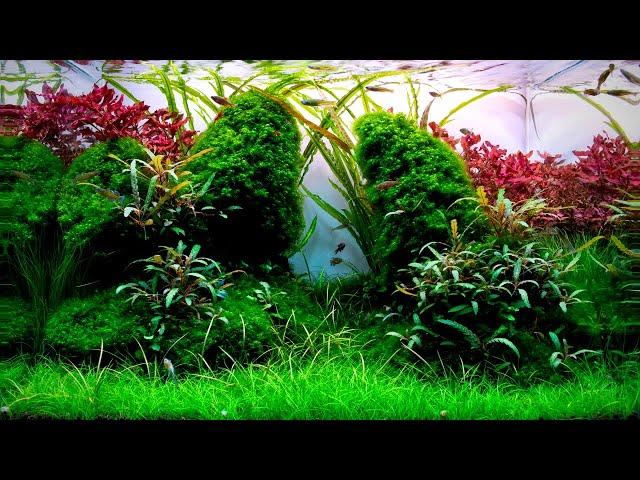 Complete Aquascaping Beginners Guide - Learn ALL The Basics!