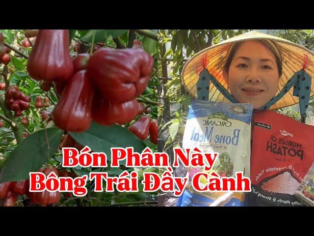 Cách Bón Phân Đất Cho Cây Ăn Trái, Mận Trồng Trong Chậu Ra Bông Trái Đầy Cành