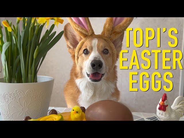 EASTER BUNNY - Topi the Corgi