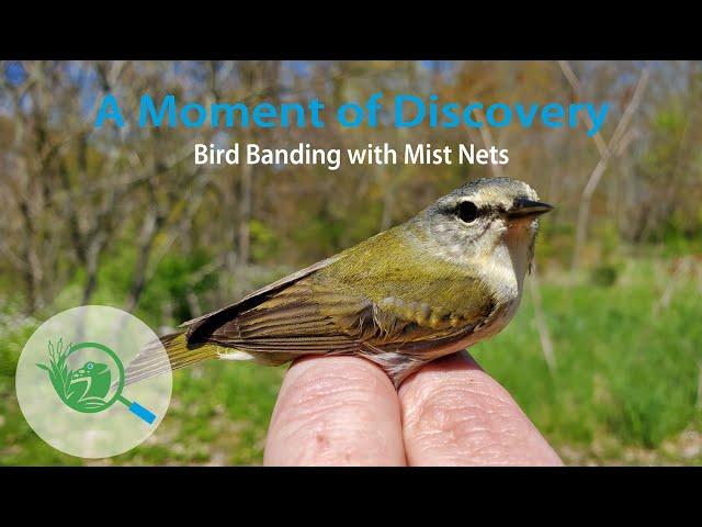 Bird Banding with Mist Nets