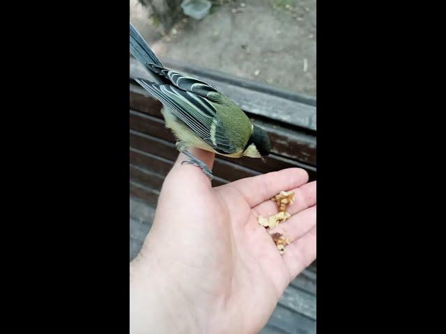 Кормлю молодых синиц, а они шипят / I feed the birds