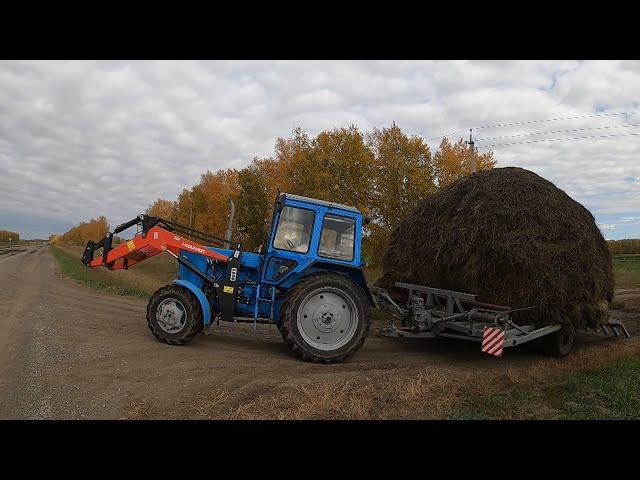 Трактор МТЗ-82.1 вывозим сено.