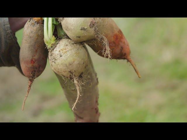 BEETS: From the Field