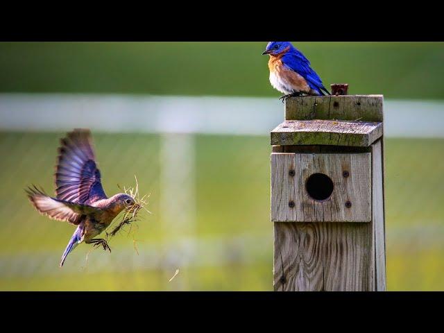 birds singing - healing birdsong - no music - 3 hours - relaxation meditation yoga