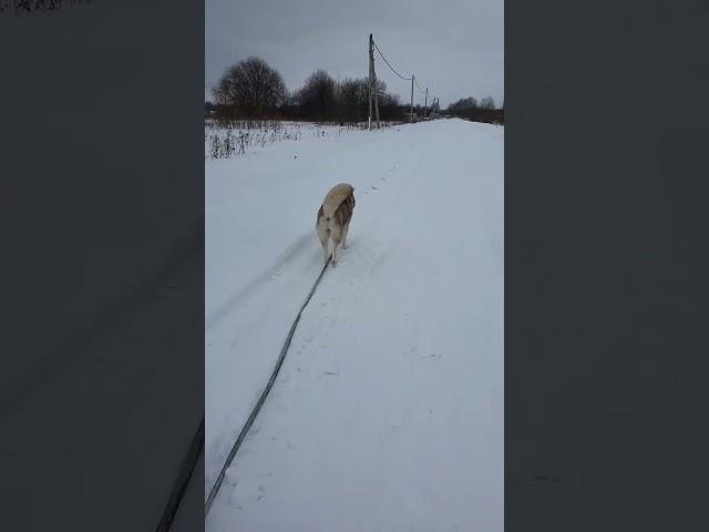 Учимся не тянуть поводок. Варианты.