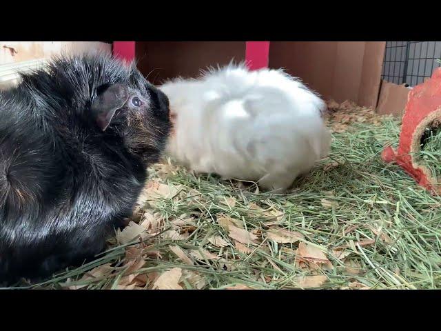 My Very Odd Guinea Pigs [KONA & SUBA GUINEA PIGS]