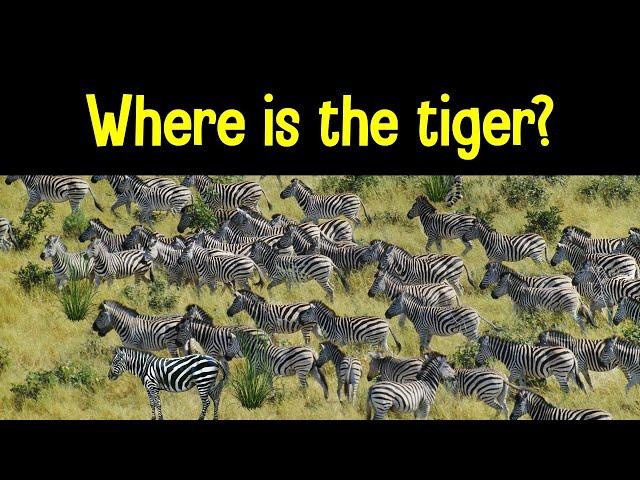 Find the Animal Game | Can you find the hidden animals?