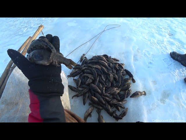 Вот это зубы!!!  Поставили мордушки .Поймали ее на кишки  и требуху.