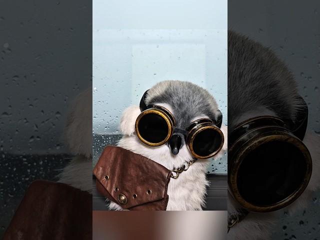 I love penguins #cute #adorable #pet #penguin #babyanimals #fluffy #cuteanimal