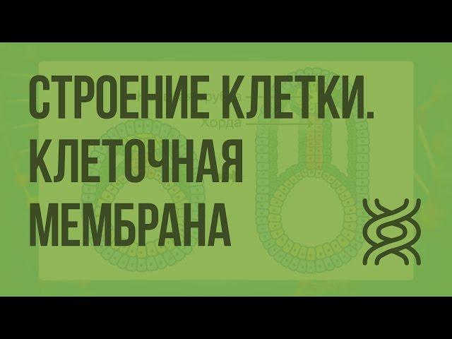 Строение клетки. Клеточная мембрана. Видеоурок по биологии 10 класс