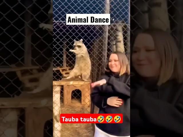 tauba tauba #animals #dance #funnyanimals #animals dance