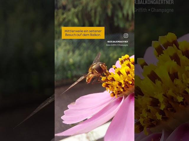 Mittlerweile ein seltener Besuch auf dem Balkon ... die #Schwebfliege