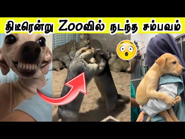 கையும் களவுமாக சிக்கிய விலங்குகள் | என்னடா நடக்குது இங்க  | Hoomans