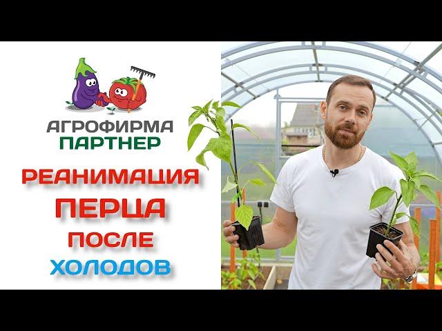 РЕАНИМАЦИЯ ПЕРЦА ПОСЛЕ ХОЛОДОВ!