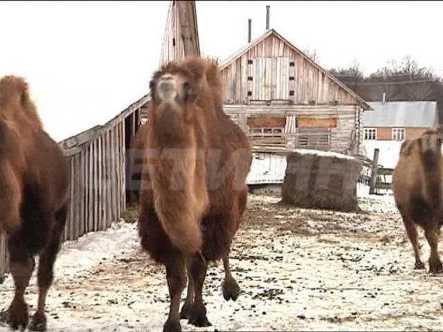 Верблюды нападают на людей