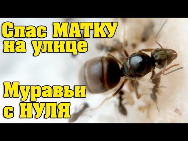 ПОЙМАЛ МУРАВЬИНУЮ МАТКУ, ПЕРВЫЕ ЗАРОДЫШИ  / КОЛОНИЯ С НУЛЯ