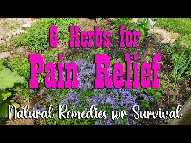 6 Herbs for Pain Relief ~ Self Reliance Herbal Remedies