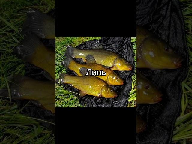 Линь (Подпишись) #music #волга #fishing #линь #рыбалка #лещнафидер #carpfishing #рыбалканаволге