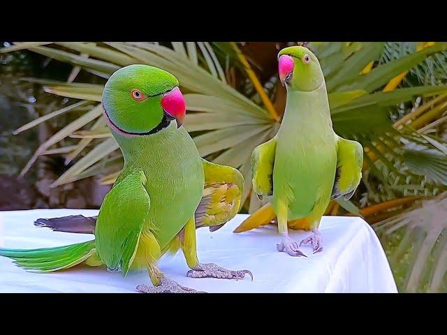 Funny Parrot Videos Compilation | Parrot Talking