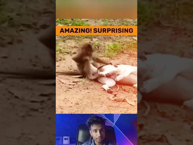 Dogs vs Defiant Monkey! Terrifying Showdown |Shocking Wildlife Encounter