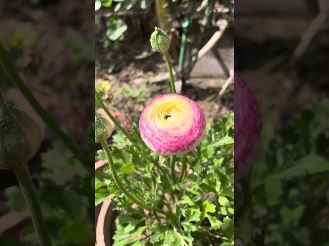 Ranunculus plants grown from corms that were saved last year and were divided a month ago