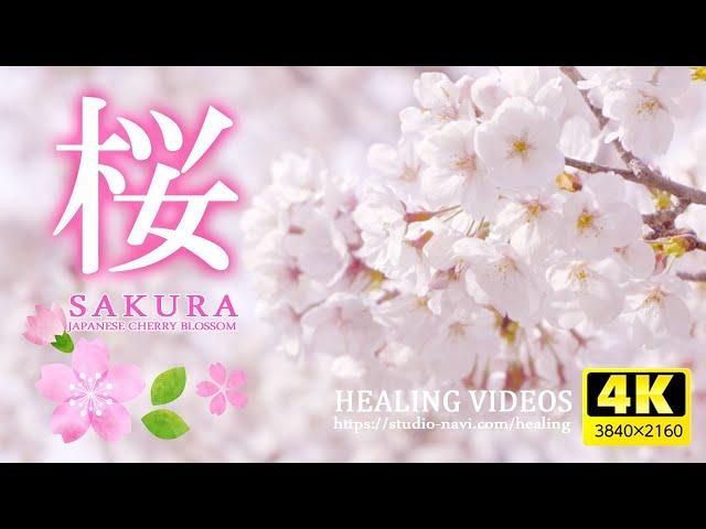 [Healing] Relax your mind and body with Japanese cherry blossoms/healing BGM and bird singing.