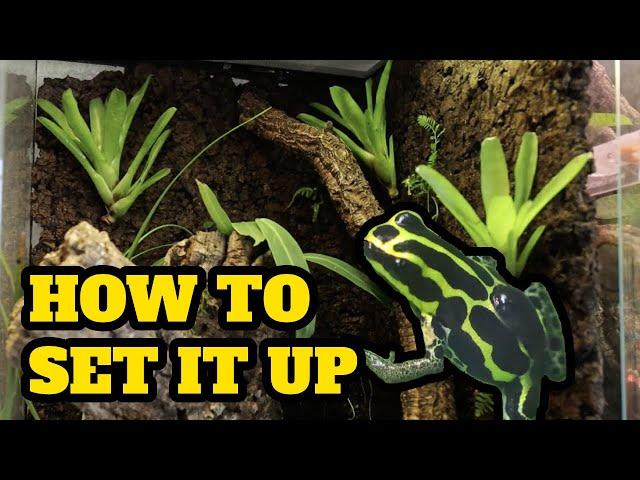 How to SET UP a DART FROG VIVARIUM