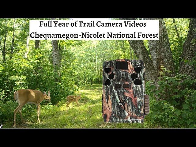 Trail Camera Pickup - The Majestic Nicolet National Forest (NE Wisconsin)