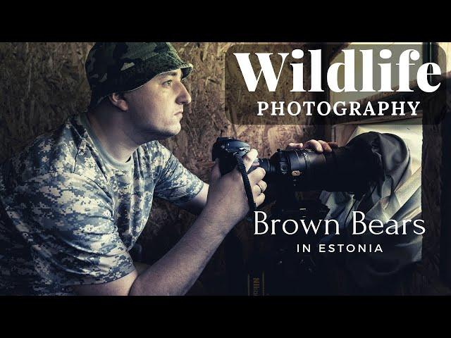 WILDLIFE PHOTOGRAPHY - Brown Bears in Estonia | LOODUSFOTOGRAAFIA - Alutaguse karuvarje