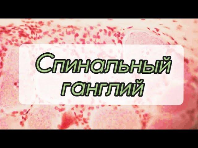 Спинномозговой узел